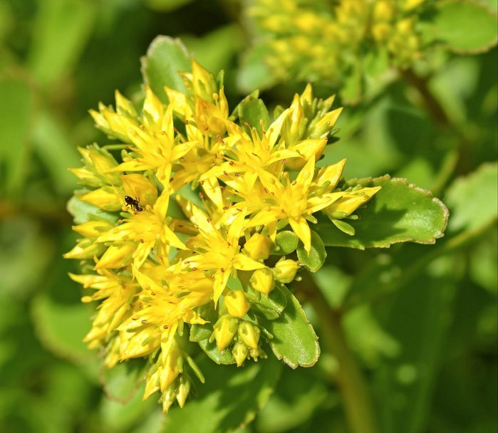 Orange,stonecrop,weihenstephaner,gold,flowers, ,latin,name, ,sedum