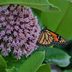12 Pretty Pictures of Milkweed Flowers in Bloom