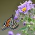Monarch Butterfly Flowers You Should Grow