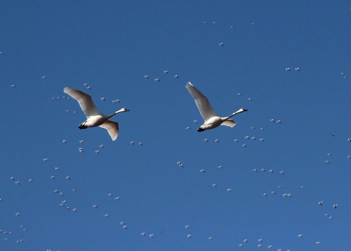 birds in flight