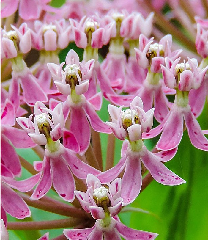 250249697 1 Joni Cook Bnb Bypc2020, milkweed flowers