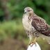 25 Simply Stunning Pictures of Hawks