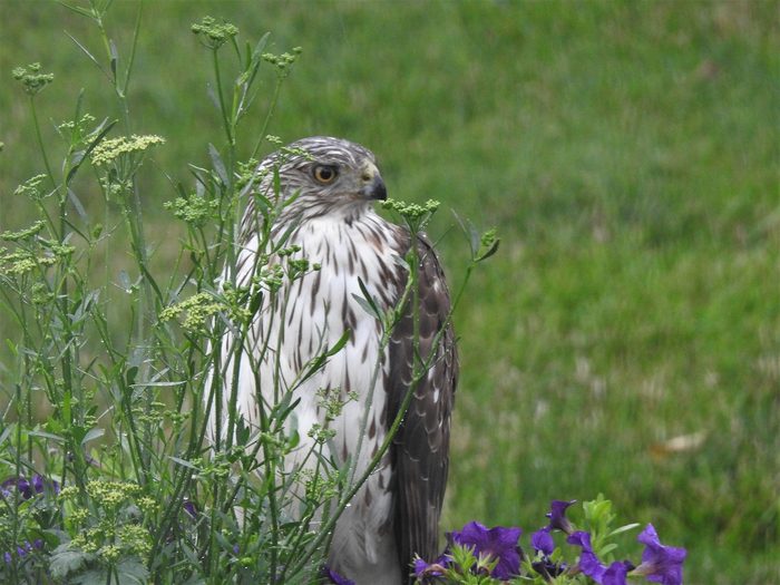pictures of hawks