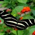 How to Identify a Zebra Longwing Butterfly