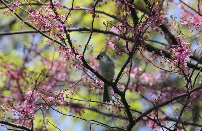 titmouse bird pictures