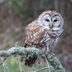 Do Owl Sightings Have Special Meaning?