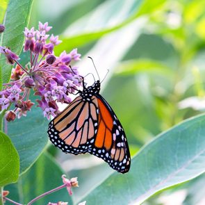 monarch butterfly on pink milkweed