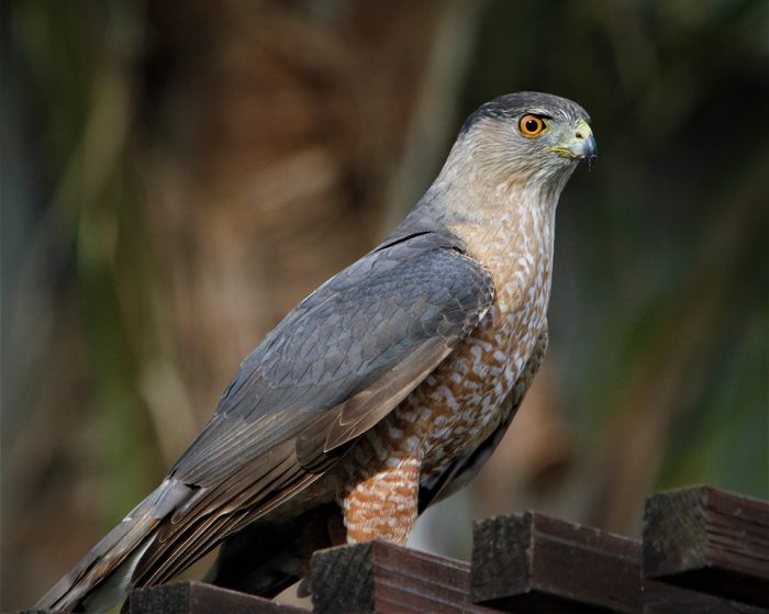 pictures of hawks