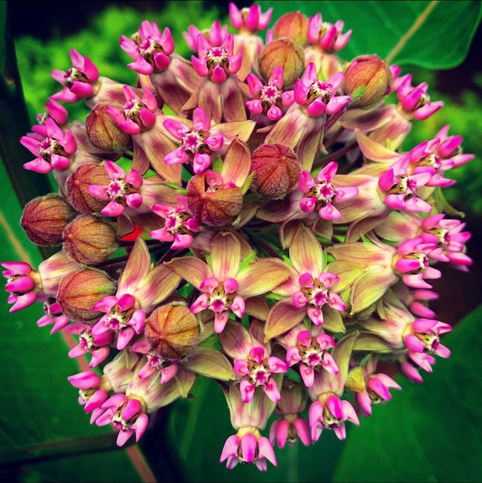 252456173 1 Pamela Alvord Bnb Bypc2020, milkweed flowers