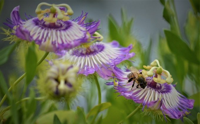 maypop passionvine
