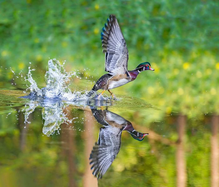 253944559 1 Douglas Beall Bnb Bypc2020, birds in flight