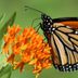 Grow Native Butterfly Weed for Monarchs