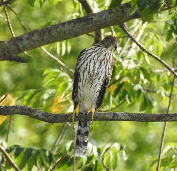 pictures of hawks