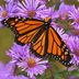 Grow Aster Flowers to Attract Butterflies in Fall