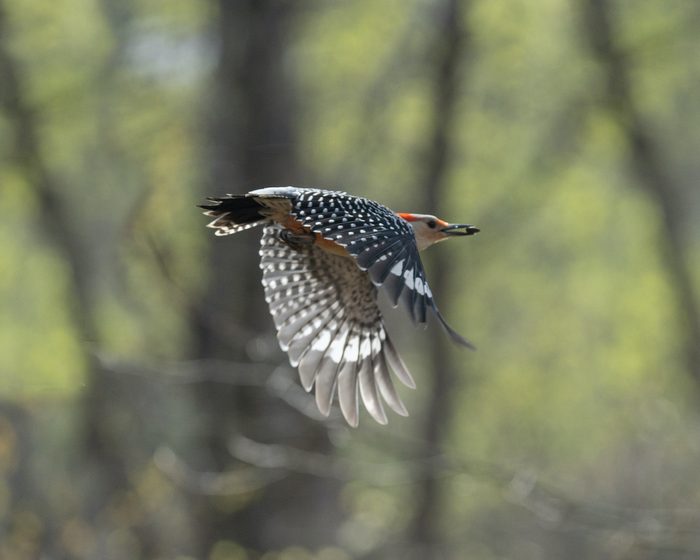 275220260 1 Gary Casto Bnb Bypc 2021, birds in flight