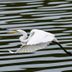 20 Inspirational Pictures of Birds in Flight