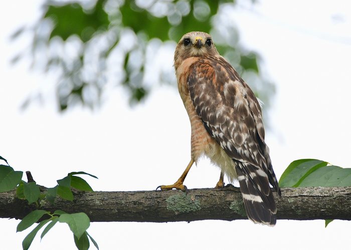 pictures of hawks