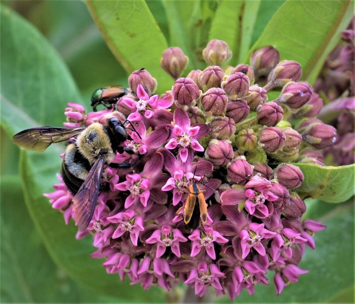 276608756 1 Larry Weast Bnb Bypc 2021, milkweed flowers