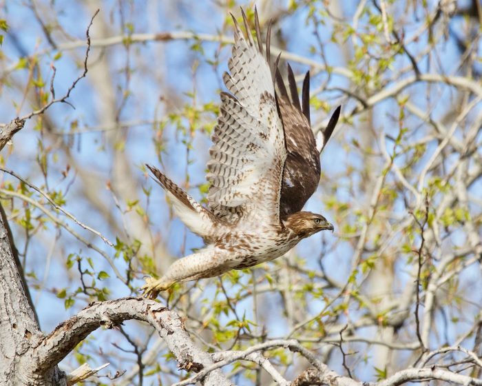 pictures of hawks