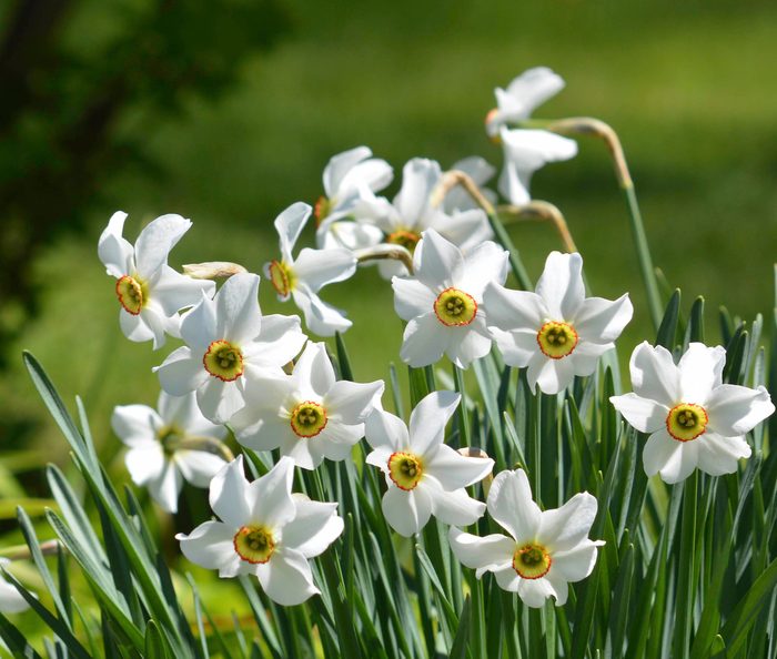 daffodil facts