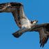 Meet the Osprey Bird: Sea Hawk of the Sky
