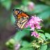 How to Make Your Own Butterfly Planters