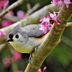 18 Totally Adorable Tufted Titmouse Bird Pictures