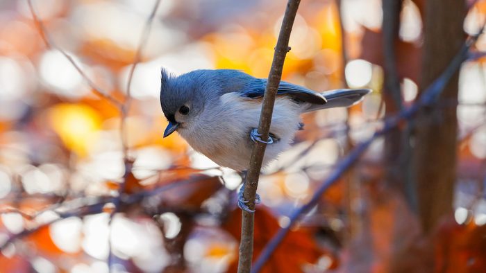 titmouse bird pictures