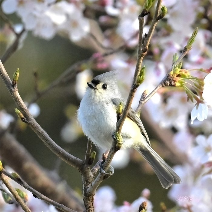 titmouse bird pictures
