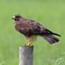 Look for Swainson's Hawks in the Summer Skies