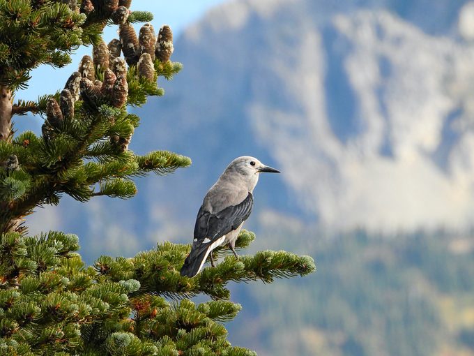 Adult Clark's nutcracker at Mount Rainier