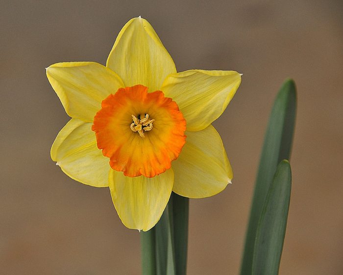 bulbs to plant in fall daffodil