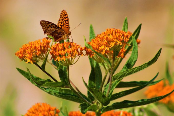 butterfly weed milkweed