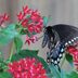 Pentas: A Perfect Plant for Butterfly Gardens