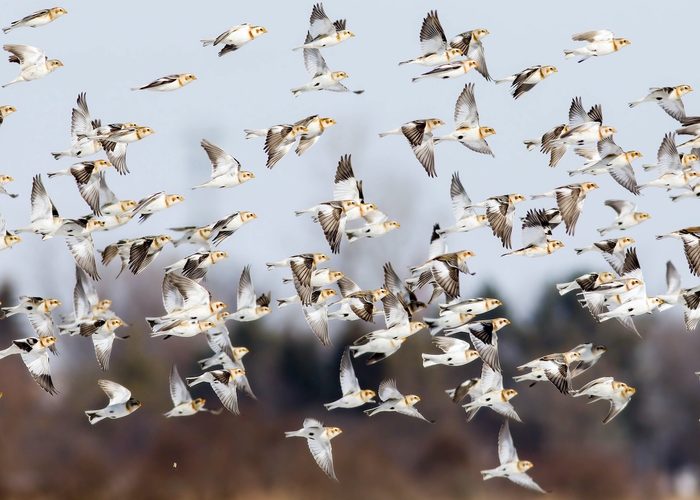 birds in flight snow buntings