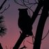 Birds That Sing at Night: A Little Night Music