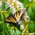 Can You Fix a Broken Butterfly Wing?