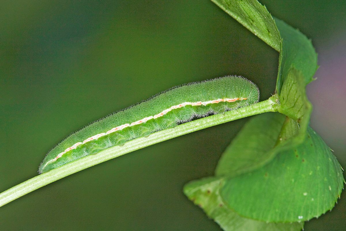 Clouded Sulphur Last Instar Caterpillar