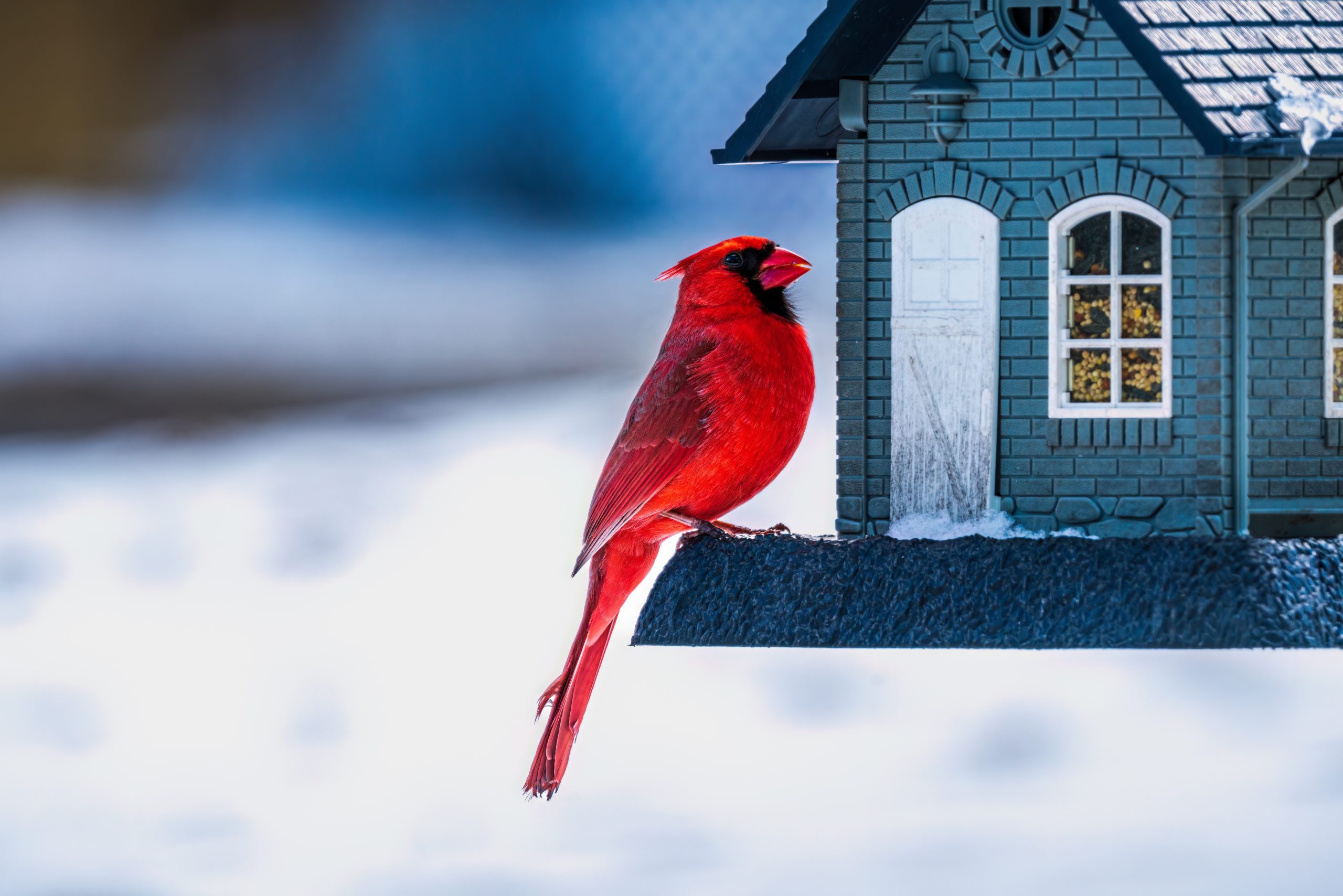 Cardinal At Feeder In Winter