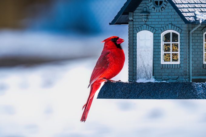 Cardinal At Feeder In Winter