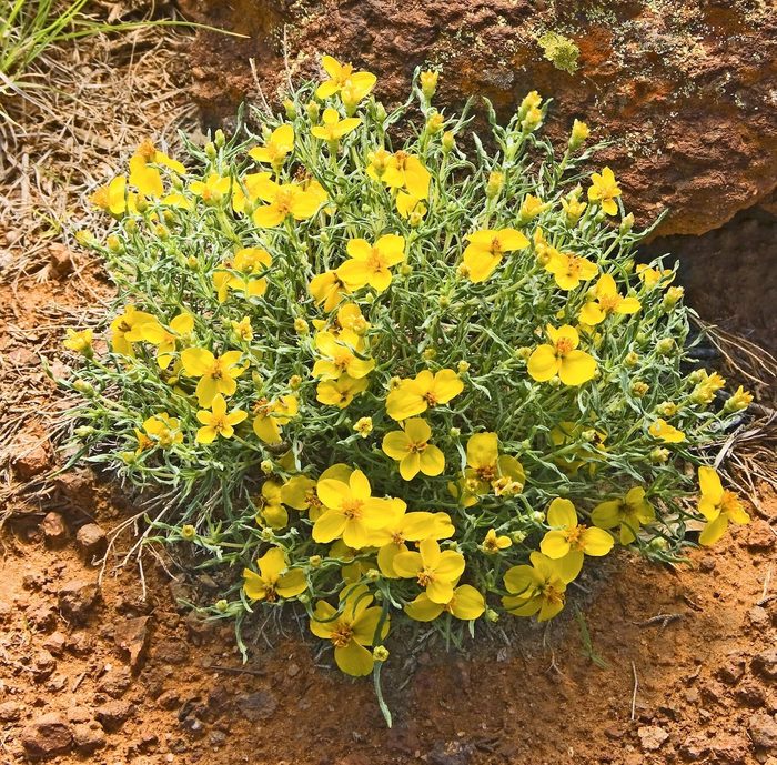 Prairie Zinnia Zinnia Grandiflora