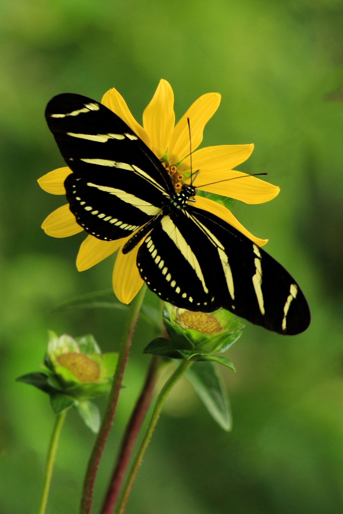 zebra longwing