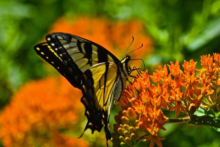 Bnbbyc17 Holly Harnly, milkweed flowers