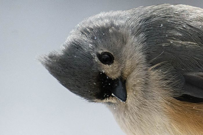 titmouse bird pictures