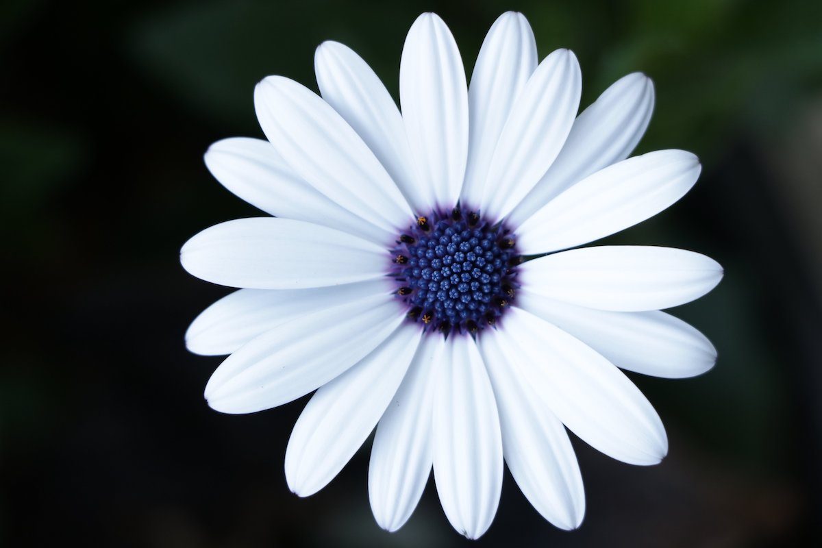 types of daisies