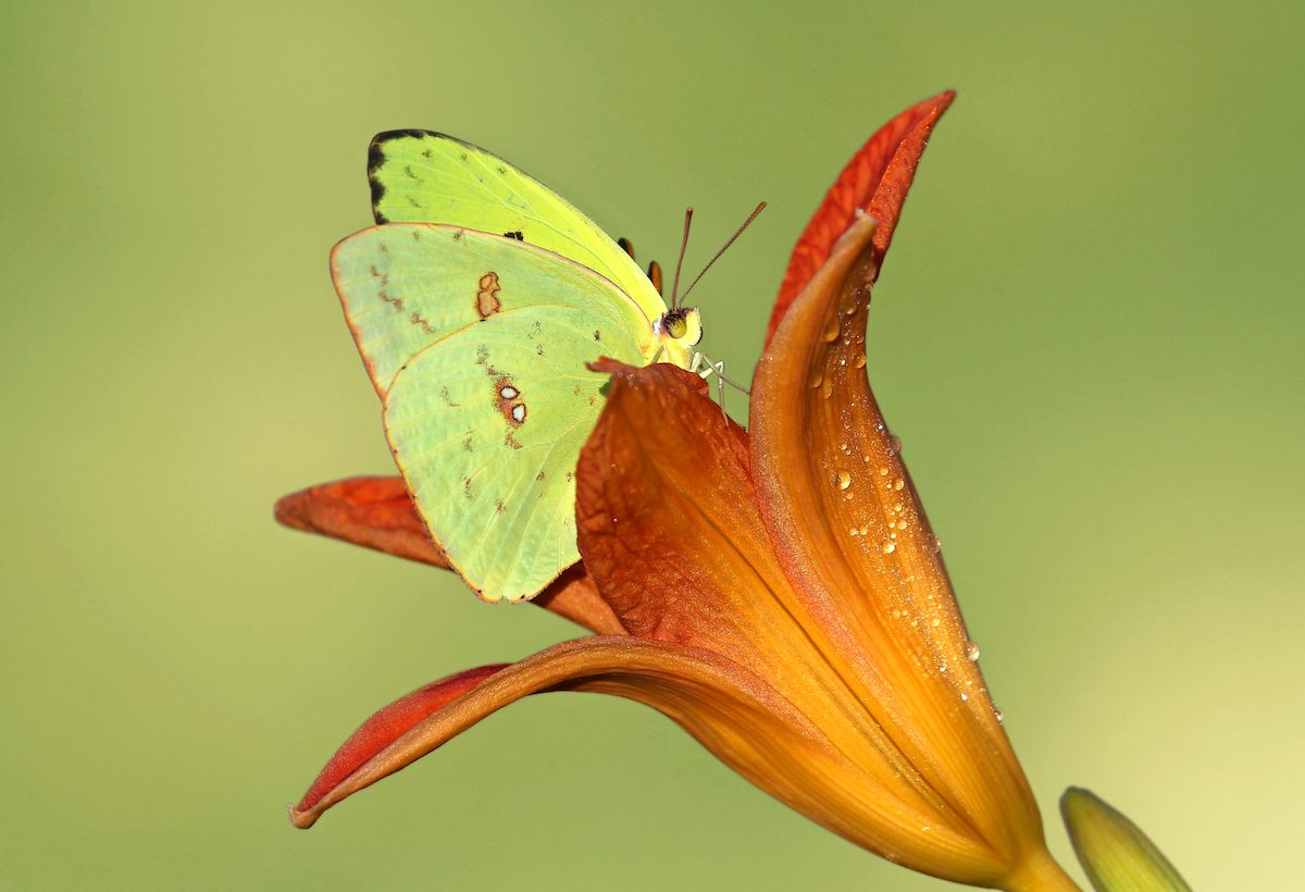 Bnbbyc18 Sujata Roy1 1