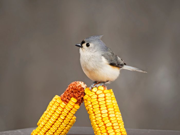 titmouse bird pictures