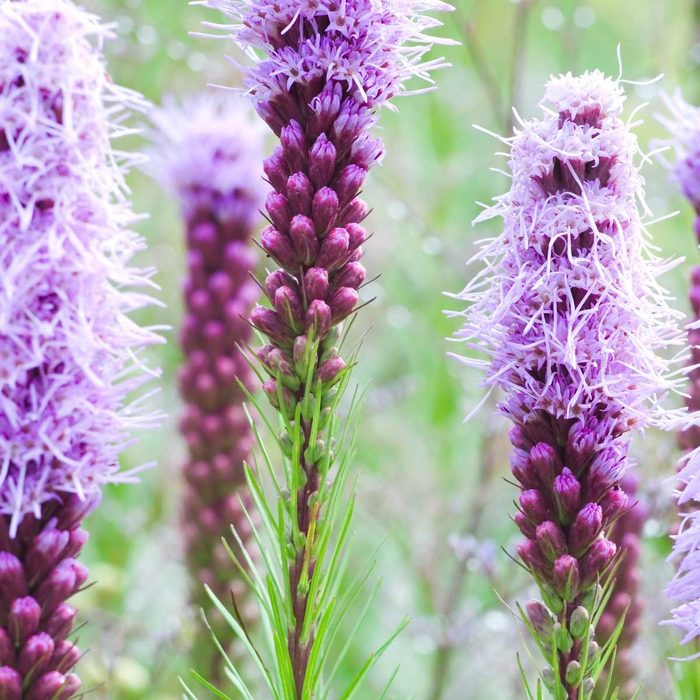 Blazing Star Gettyimages 157439005