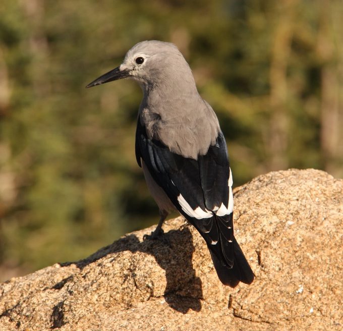 A Clark's nutcracker at Rocky Mountain National Park