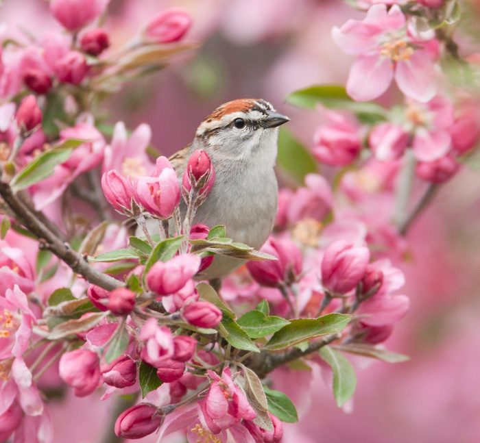 Chipping Sparrow Bci0081